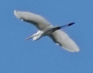 Great Egret (modesta) - ML559748131