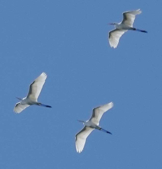 Great Egret (modesta) - ML559748141