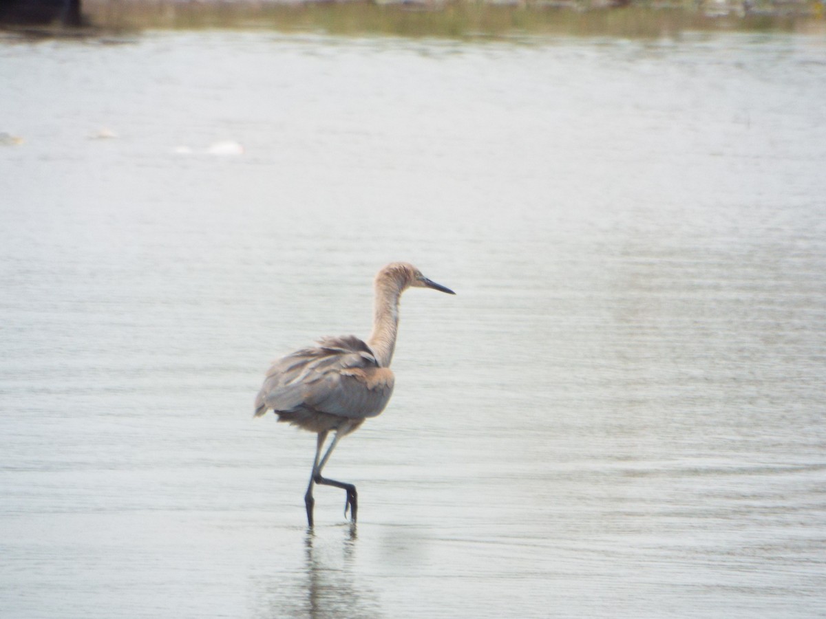 Reddish Egret - ML559748571