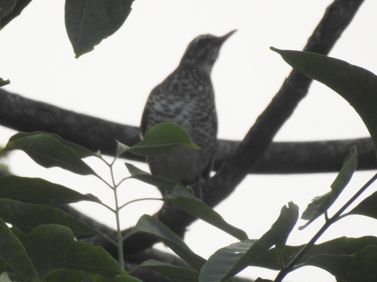 Pied Thrush - ML559748801