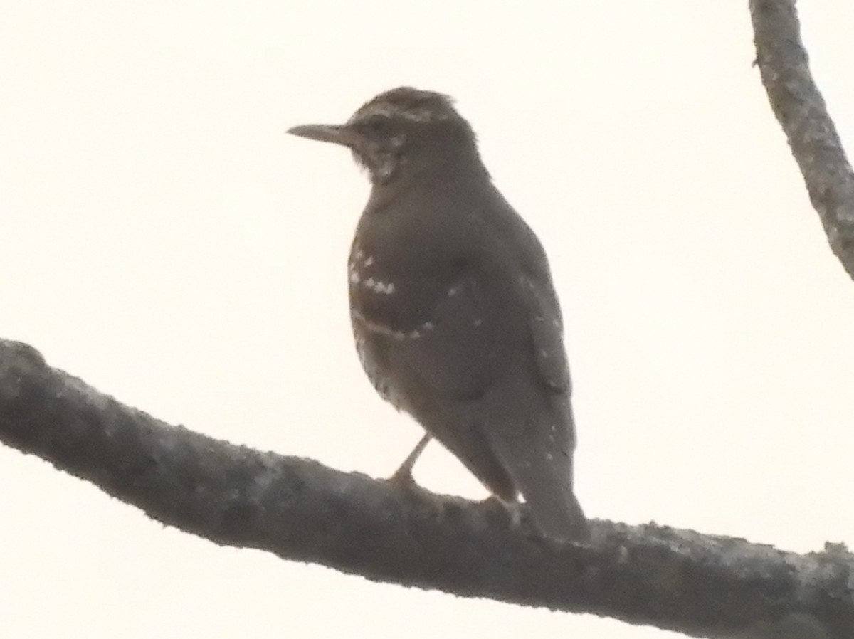 Pied Thrush - ML559748811