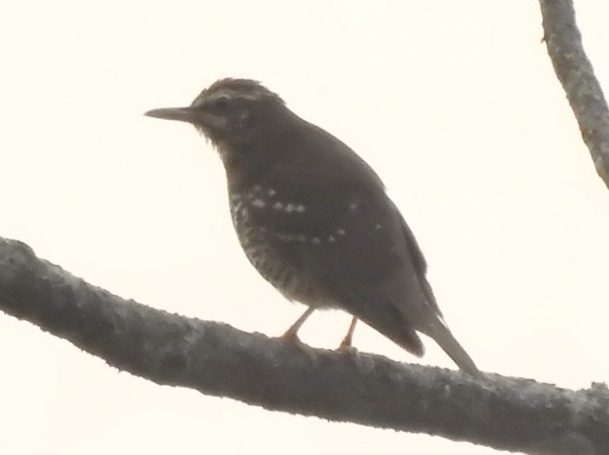 Pied Thrush - ML559748821