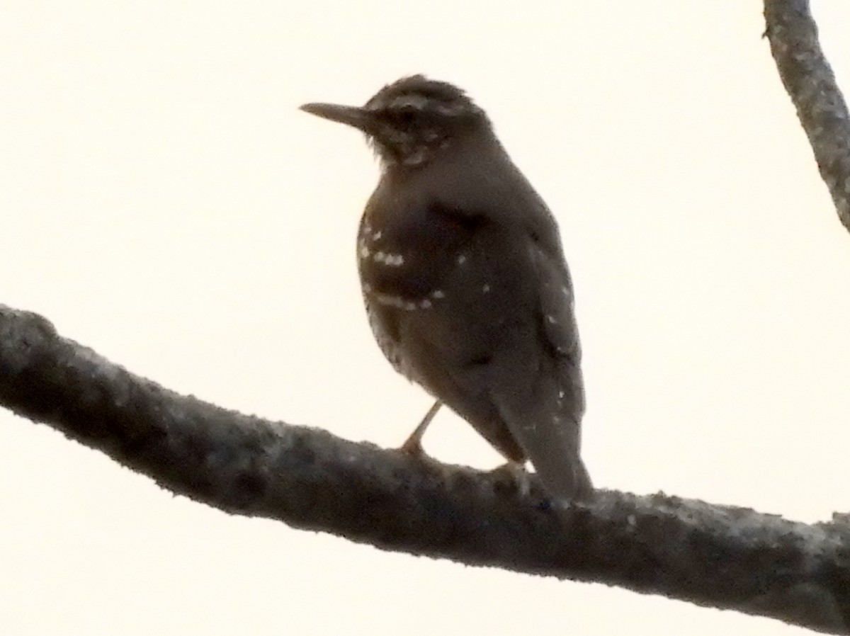 Pied Thrush - ML559748831