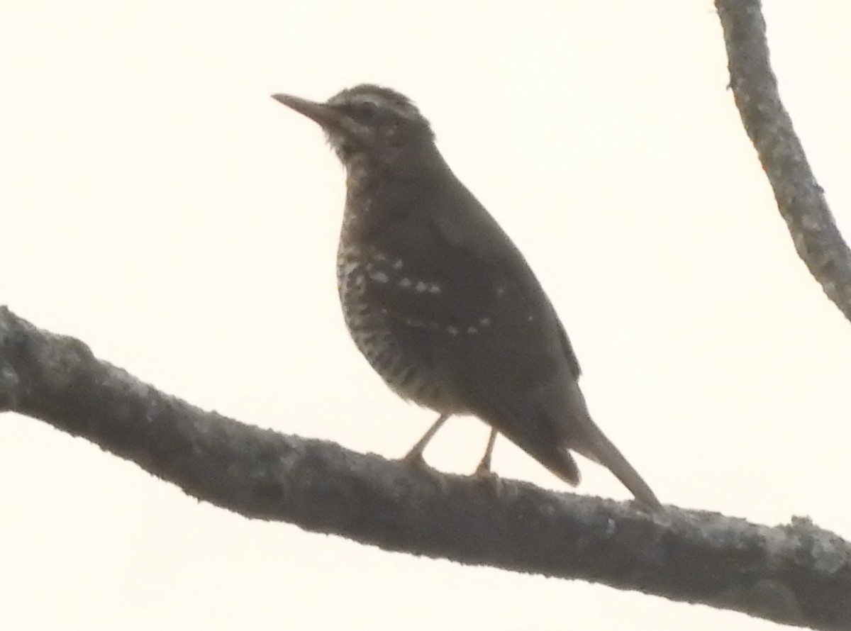 Pied Thrush - ML559748841