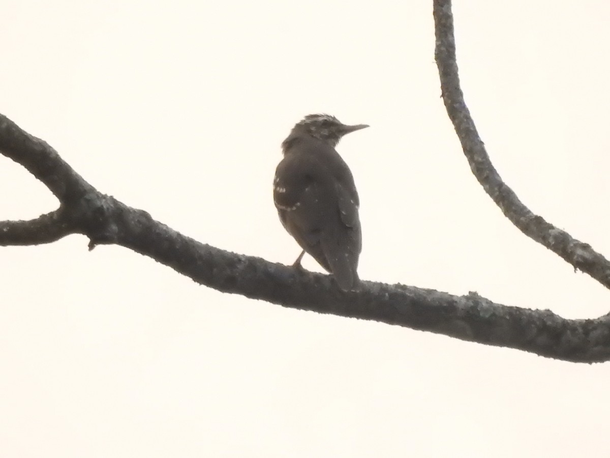 Pied Thrush - ML559748851