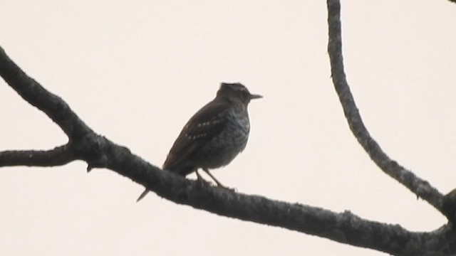 Pied Thrush - ML559748921