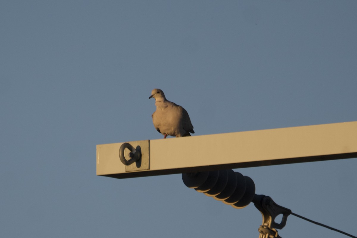 Mourning Dove - ML559749341