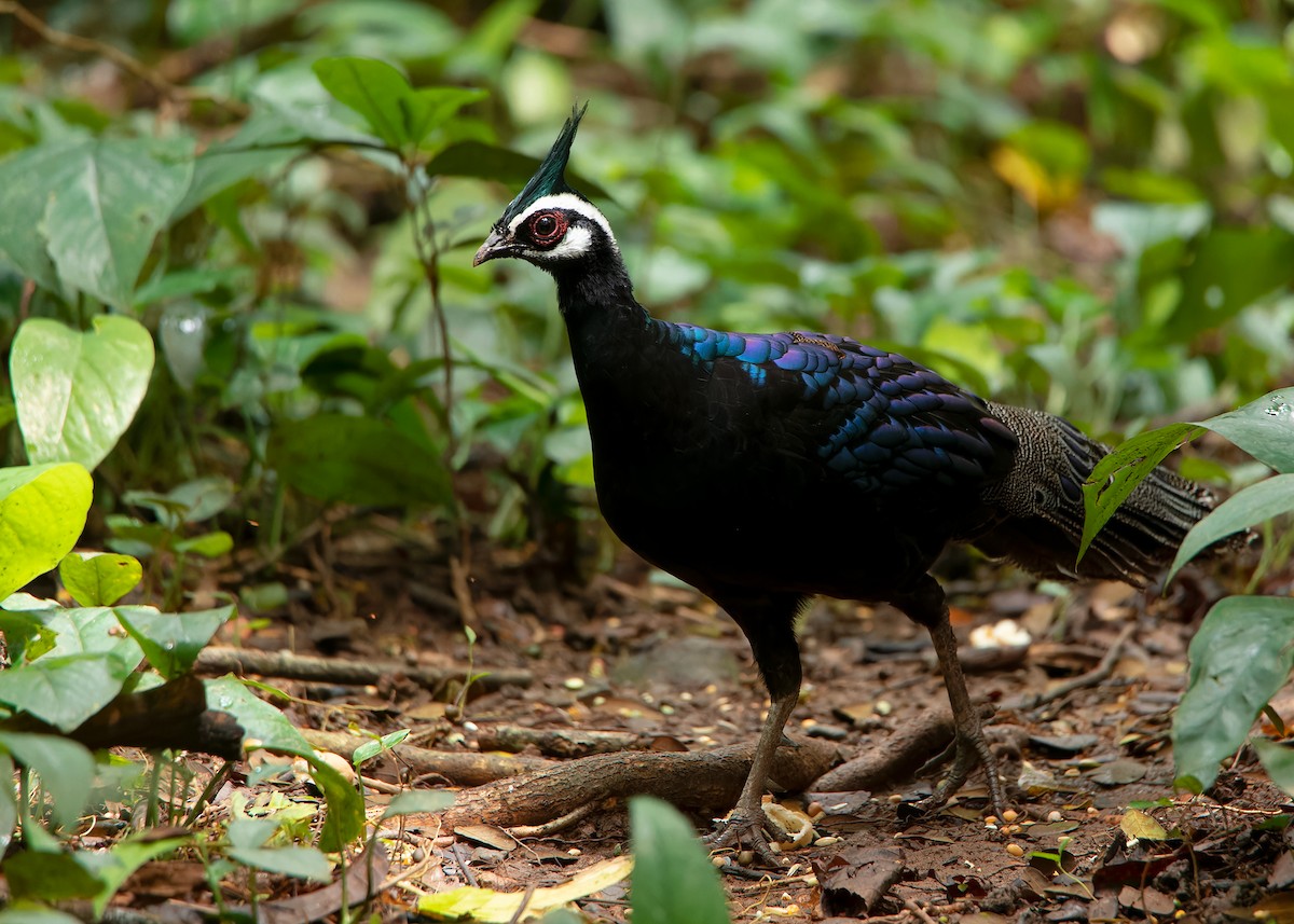 Palawan Peacock-Pheasant - ML559749511