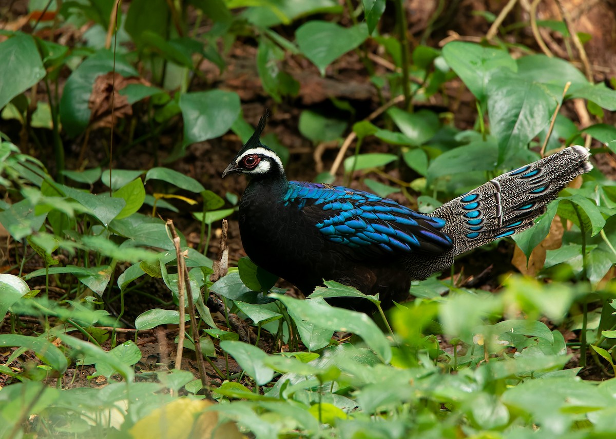Palawan Peacock-Pheasant - Ayuwat Jearwattanakanok