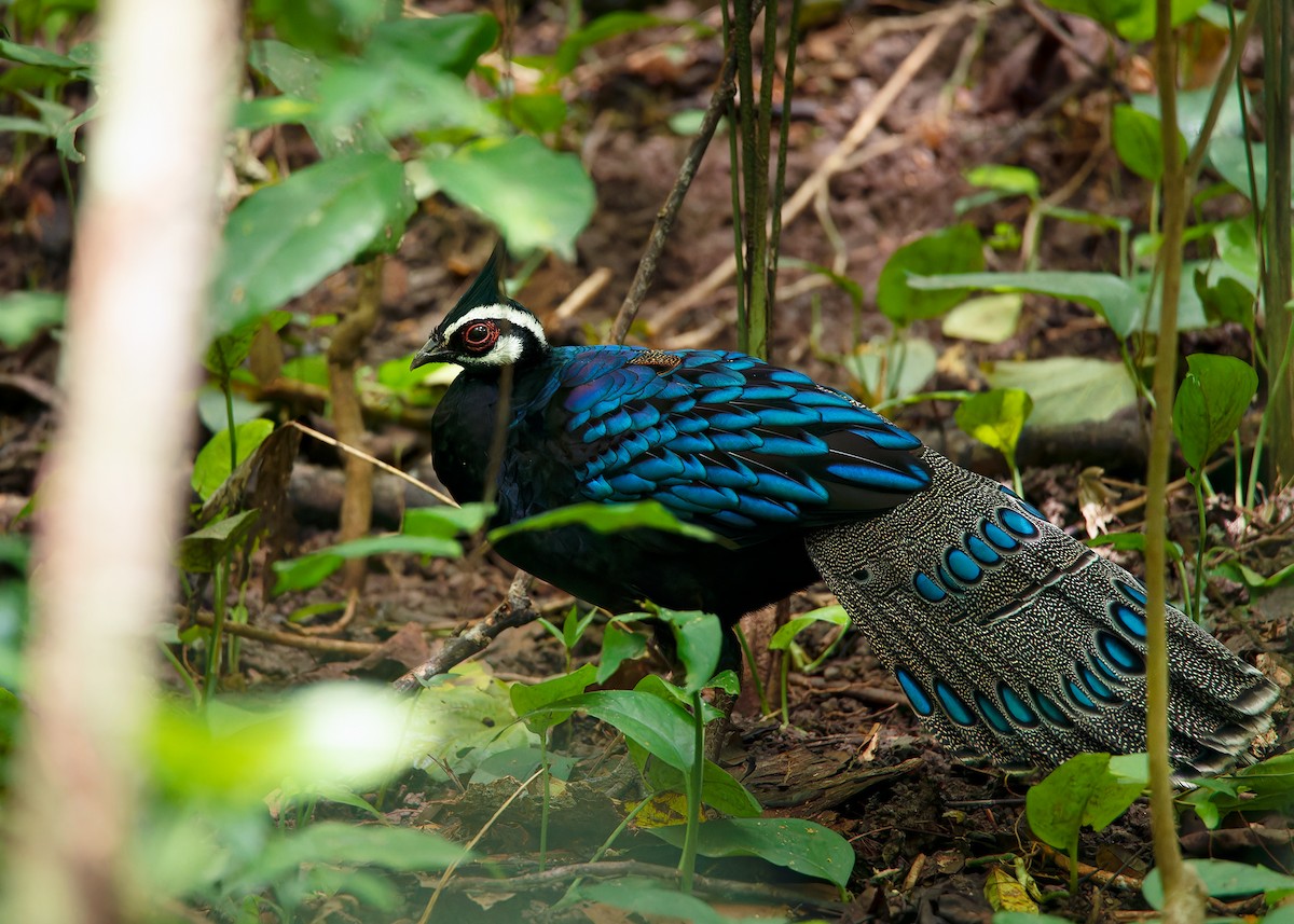Palawan Peacock-Pheasant - ML559749551