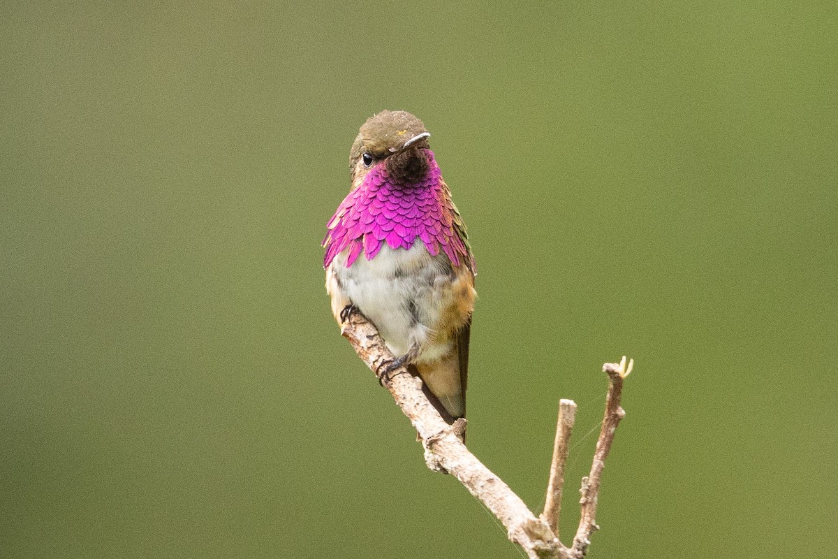 Wine-throated Hummingbird - Eric VanderWerf
