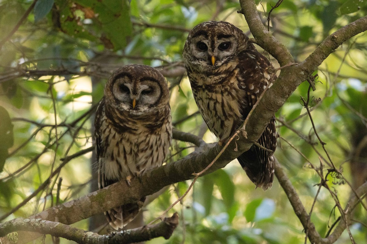 Fulvous Owl - ML559750161