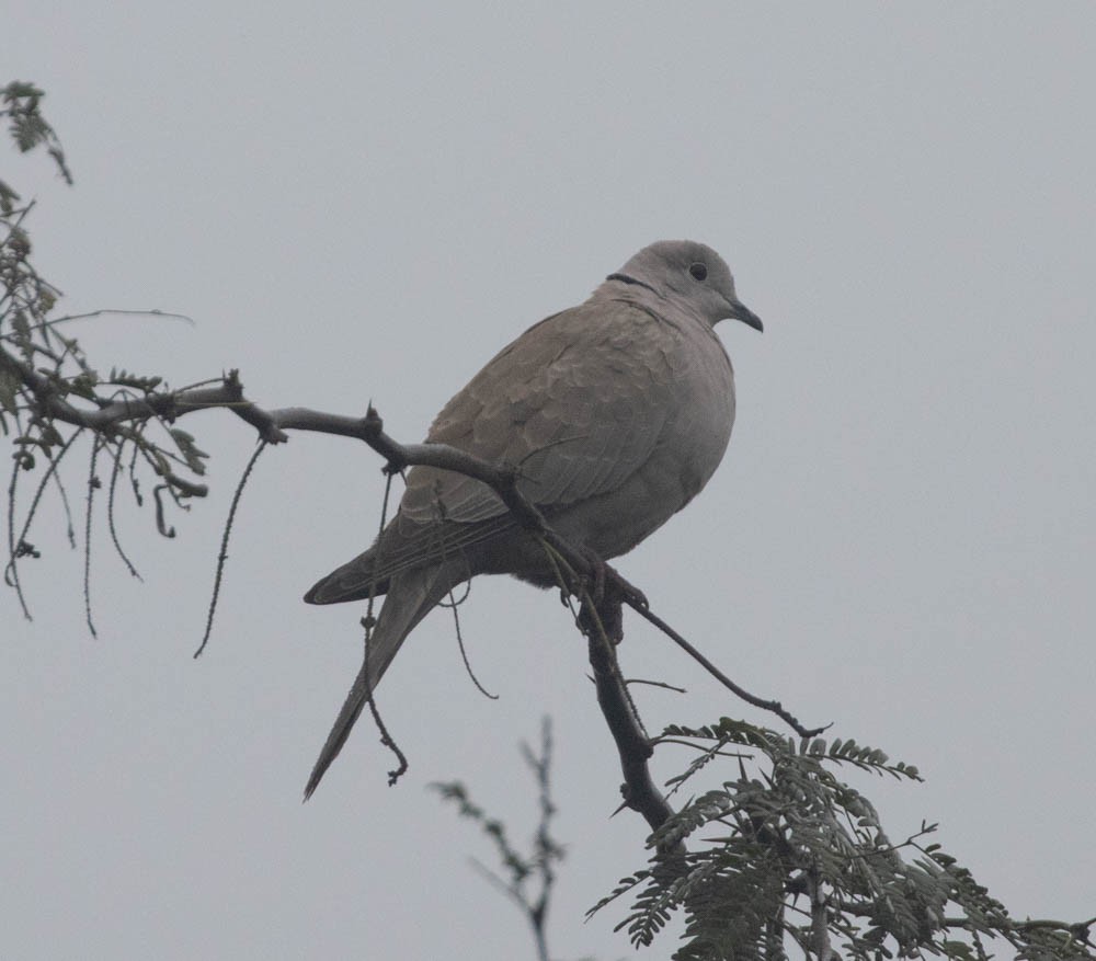 Eurasian Collared-Dove - ML559750271