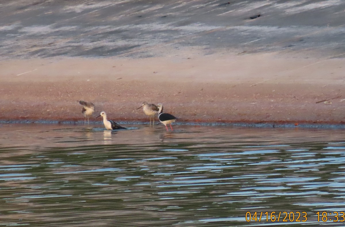 Black-winged Stilt - Ute Langner