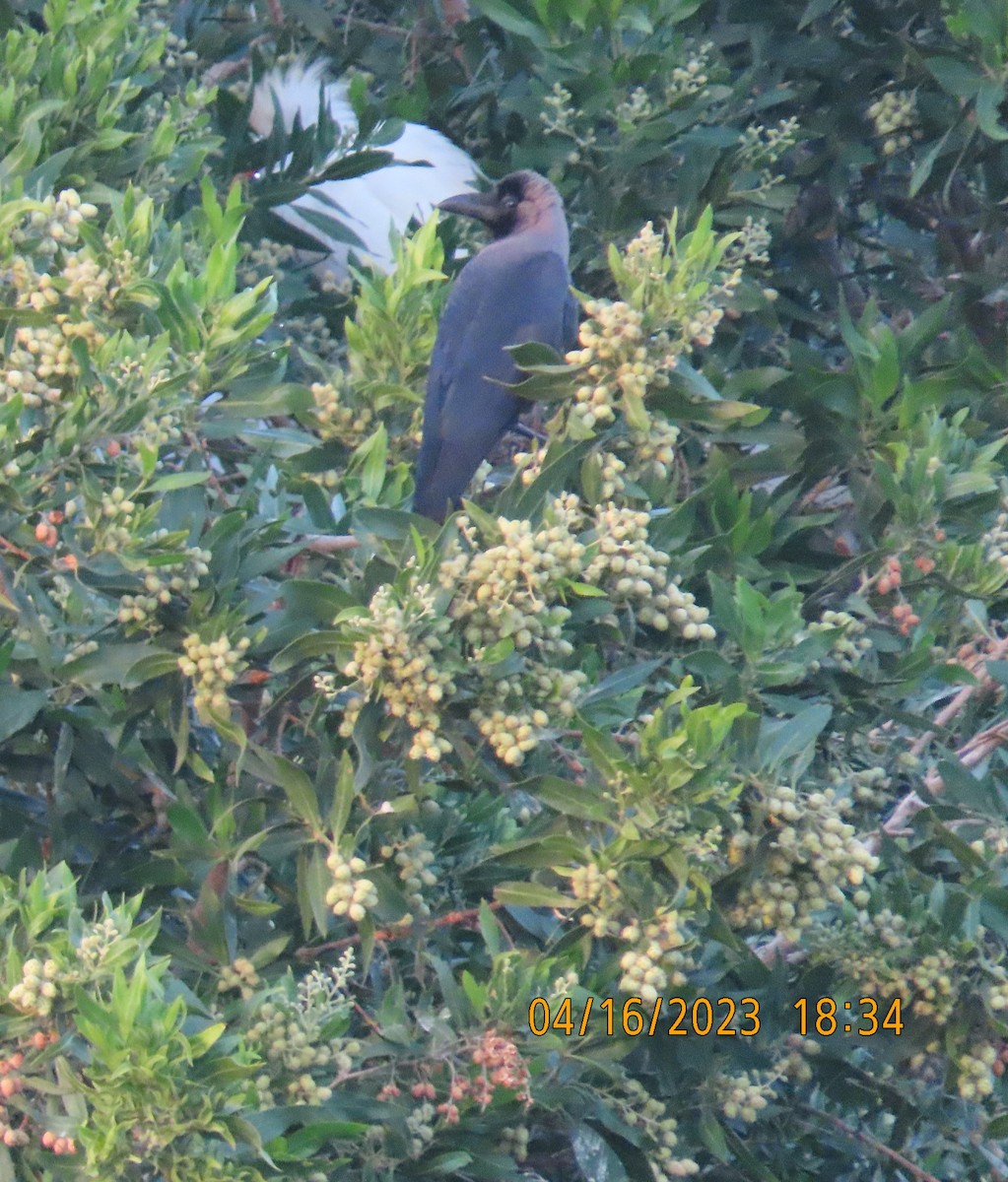 House Crow - ML559750881