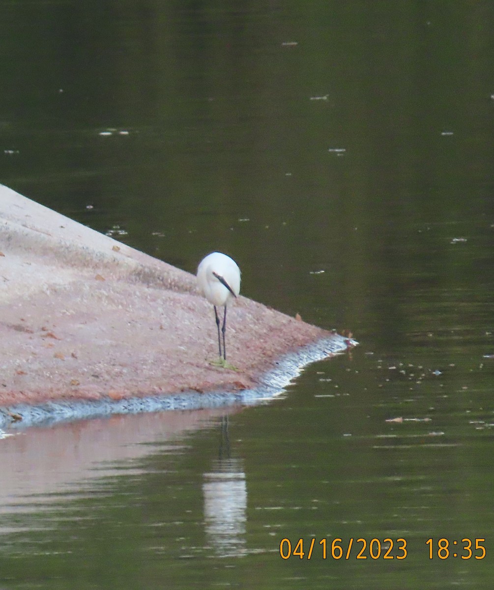 Little Egret - ML559751481