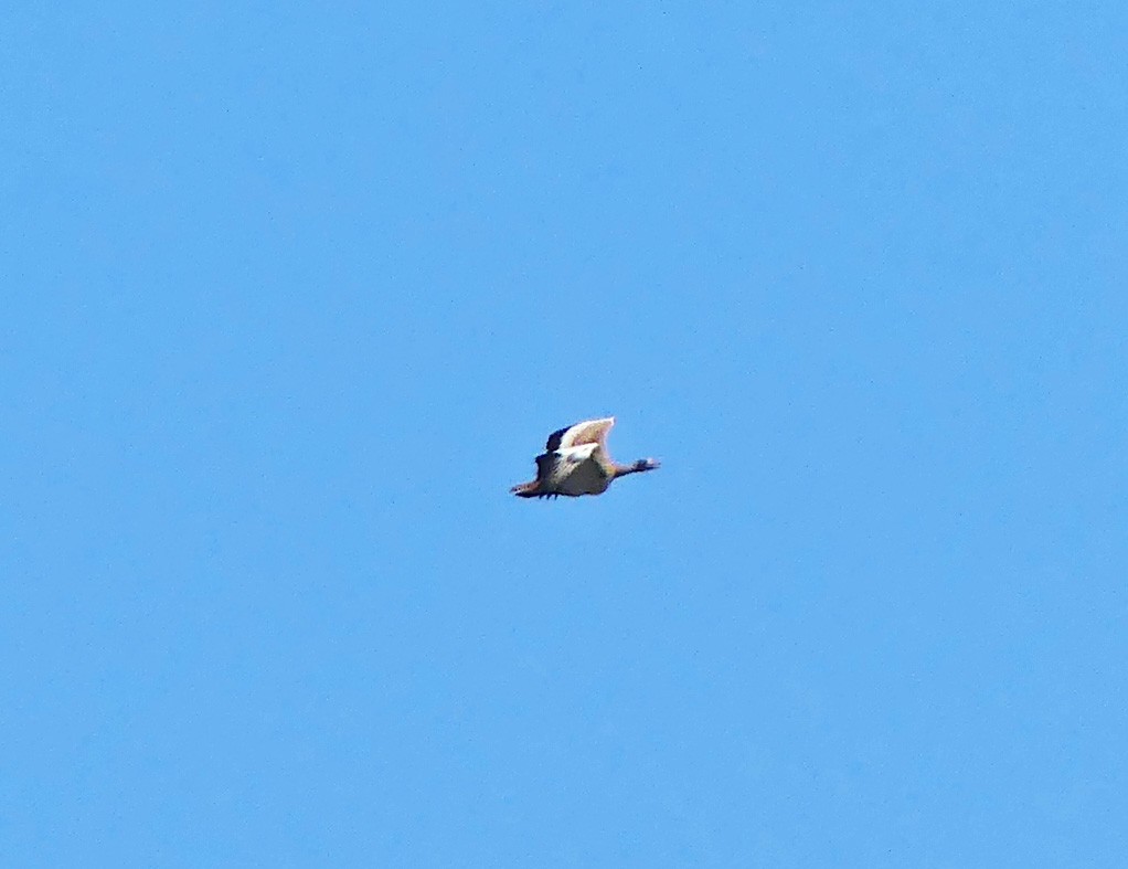 Хонин тоодог - ML559751741