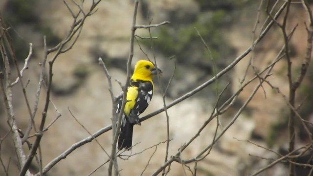 Golden Grosbeak - ML559752481