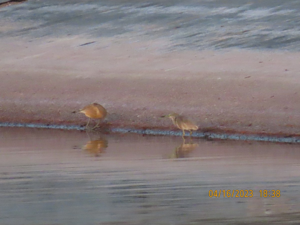 Squacco Heron - Ute Langner