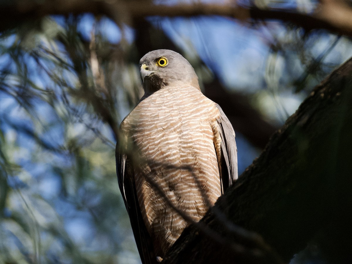 Collared Sparrowhawk - ML559752941