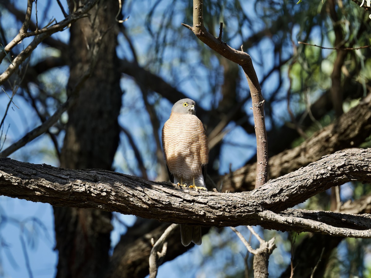 Collared Sparrowhawk - ML559753011