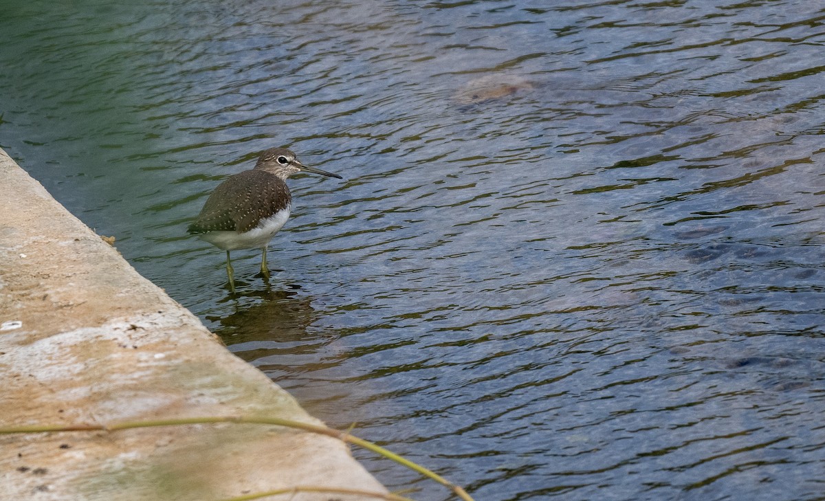 Green Sandpiper - ML559753691