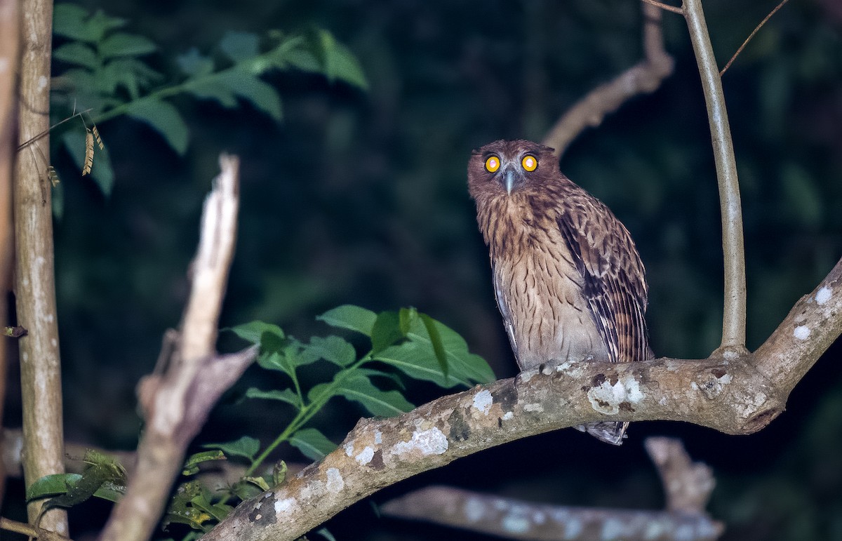 Philippine Eagle-Owl - ML559754361