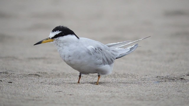 Peruvian Tern - ML559754541