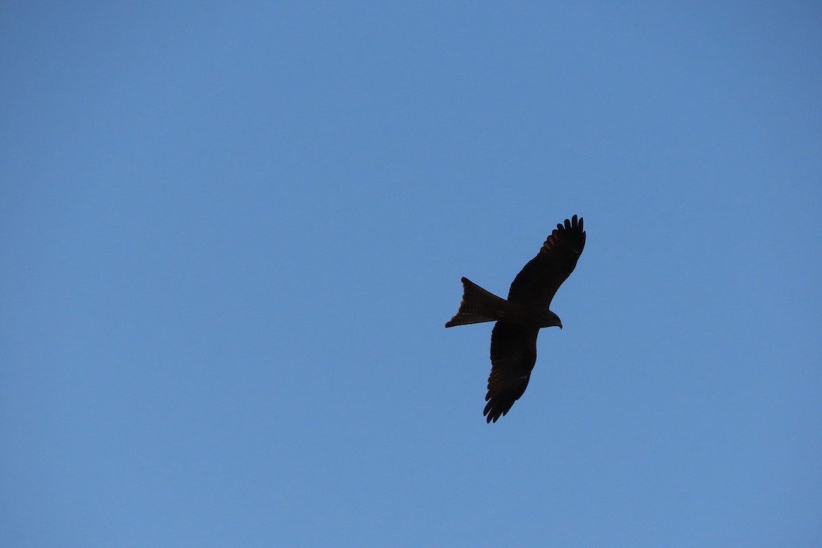 Black Kite (Black) - ML559755271