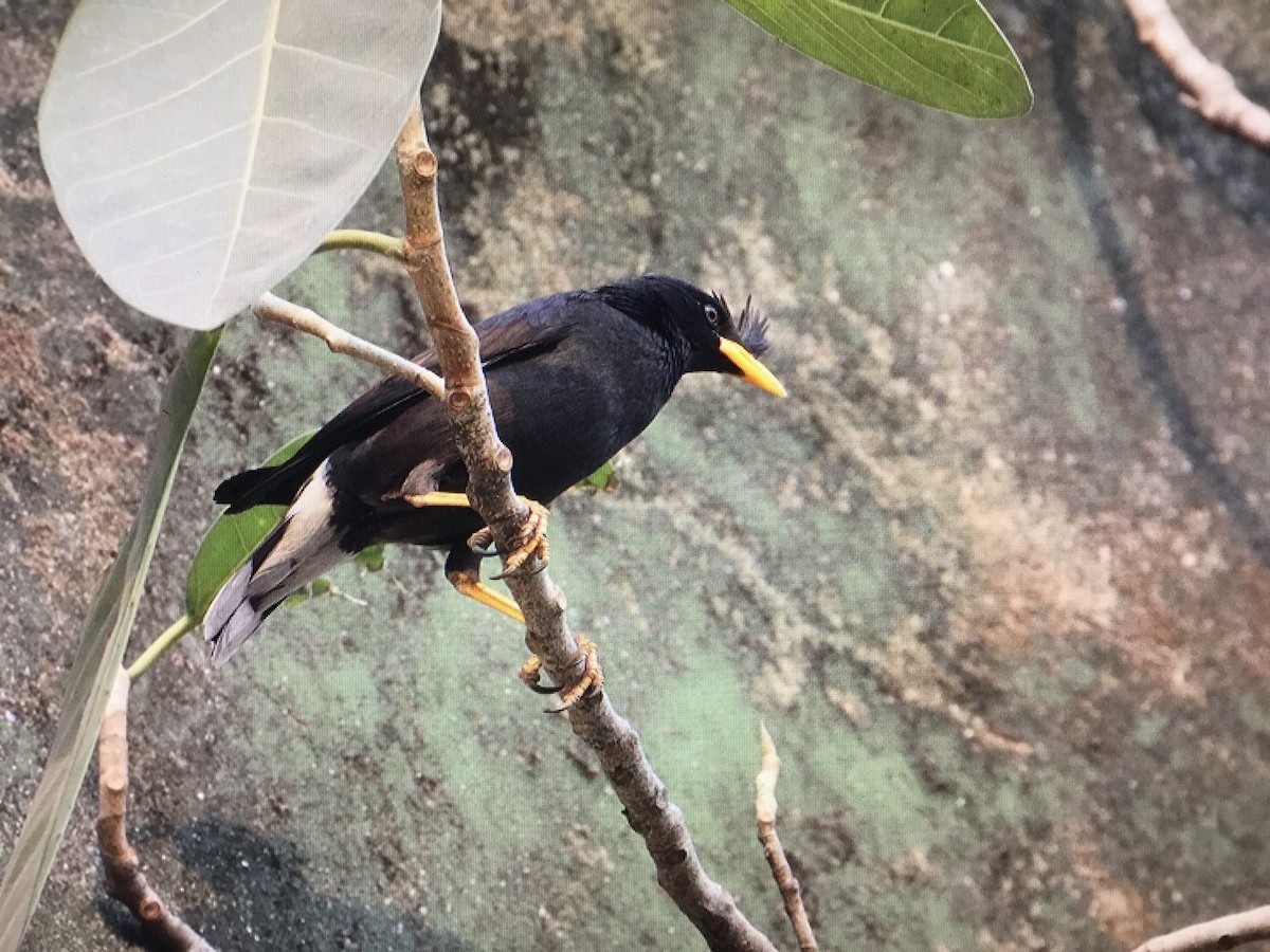 Great Myna - Snehes Bhoumik