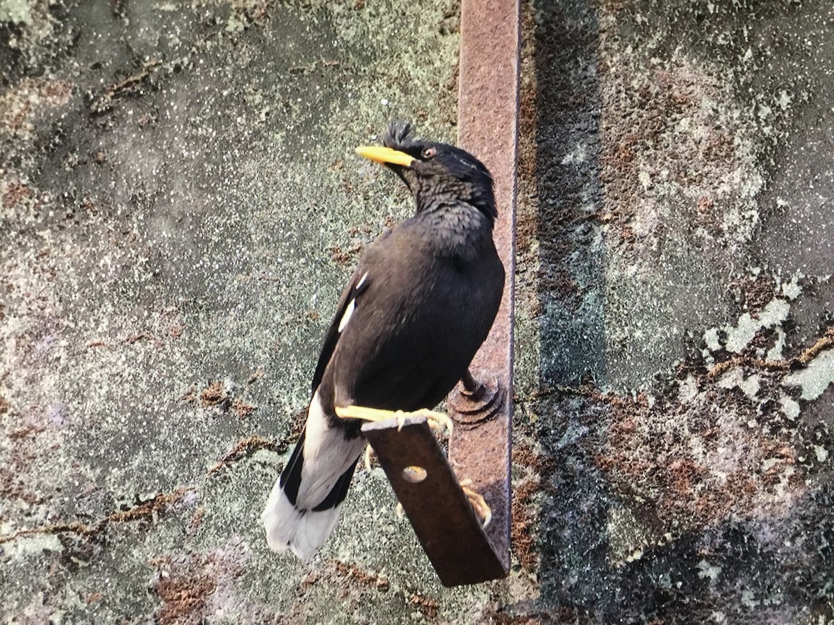 Great Myna - ML559755861