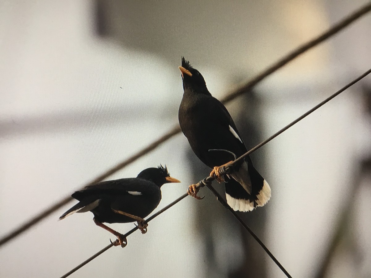 Great Myna - Snehes Bhoumik