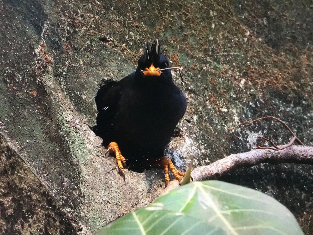 Great Myna - ML559756041