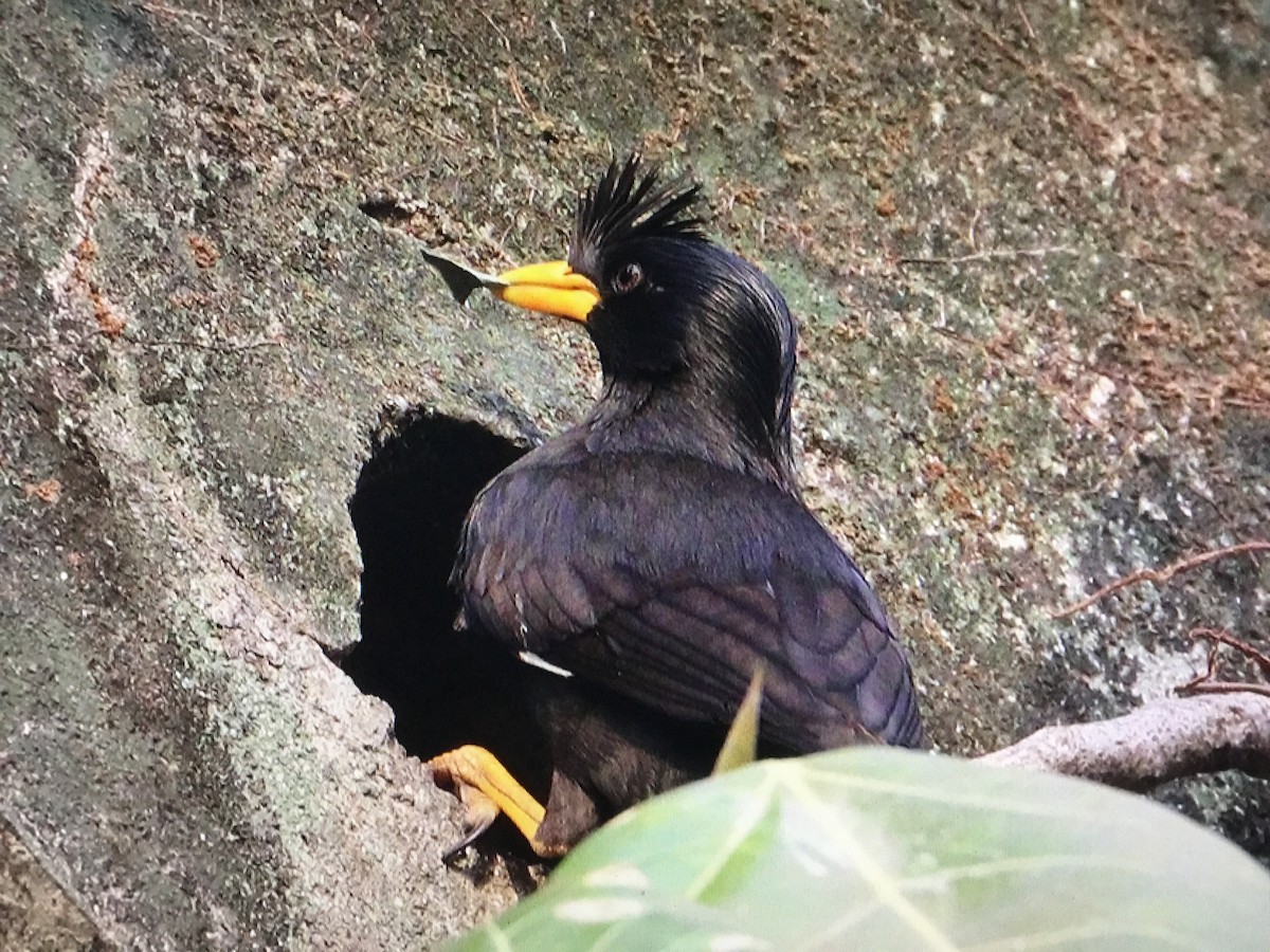 Great Myna - Snehes Bhoumik