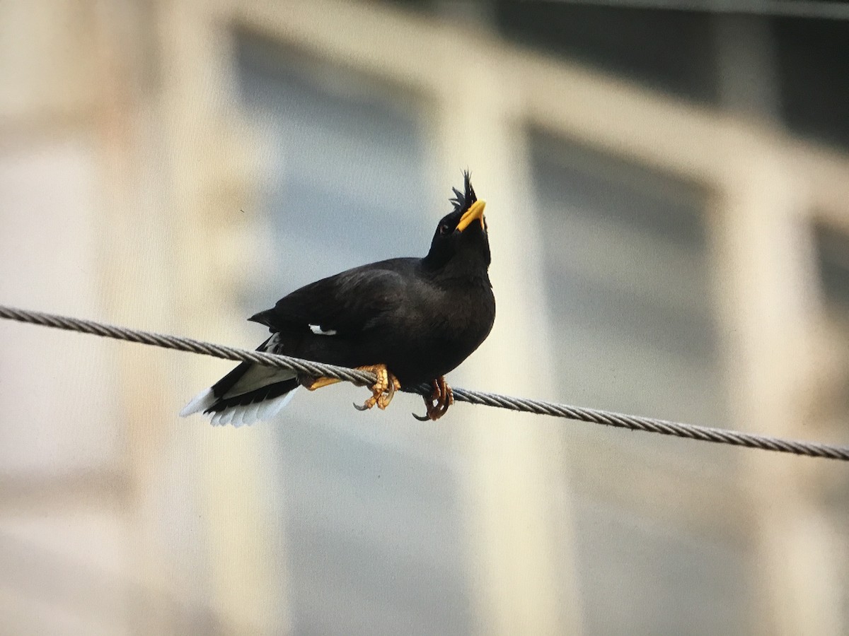 Great Myna - Snehes Bhoumik