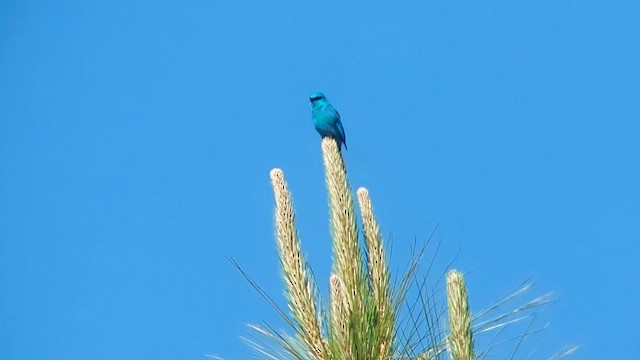 Verditer Flycatcher - ML559756681