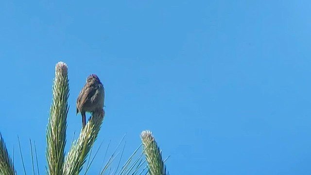 Prinia crinigère - ML559757151