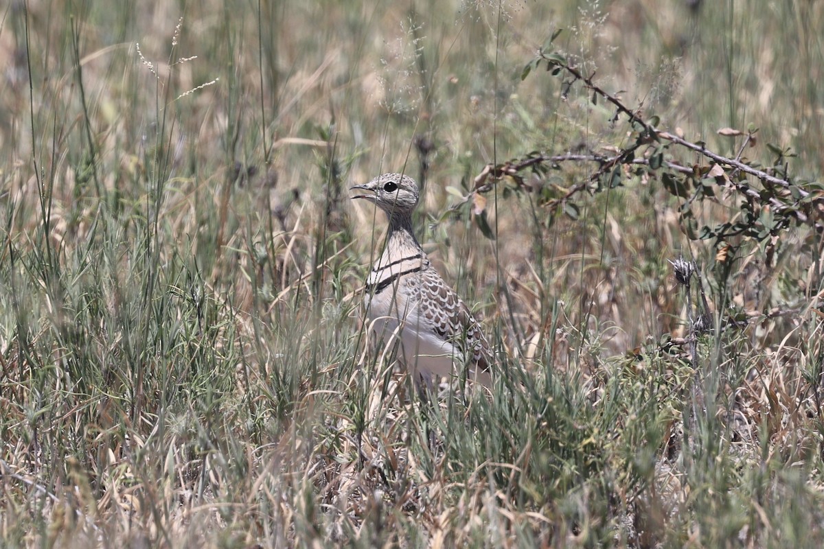 Double-banded Courser - ML559757301
