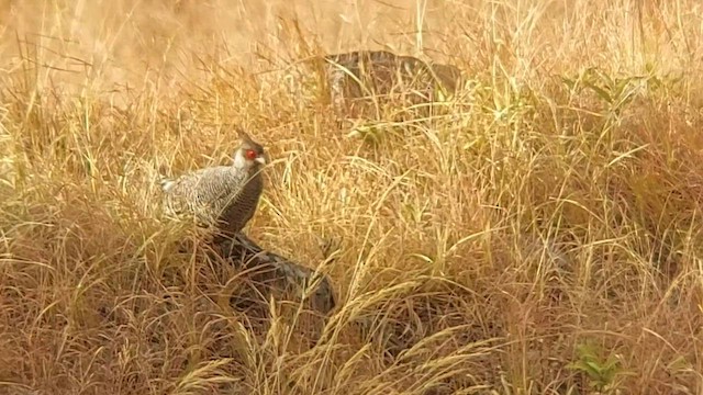 Cheer Pheasant - ML559757521