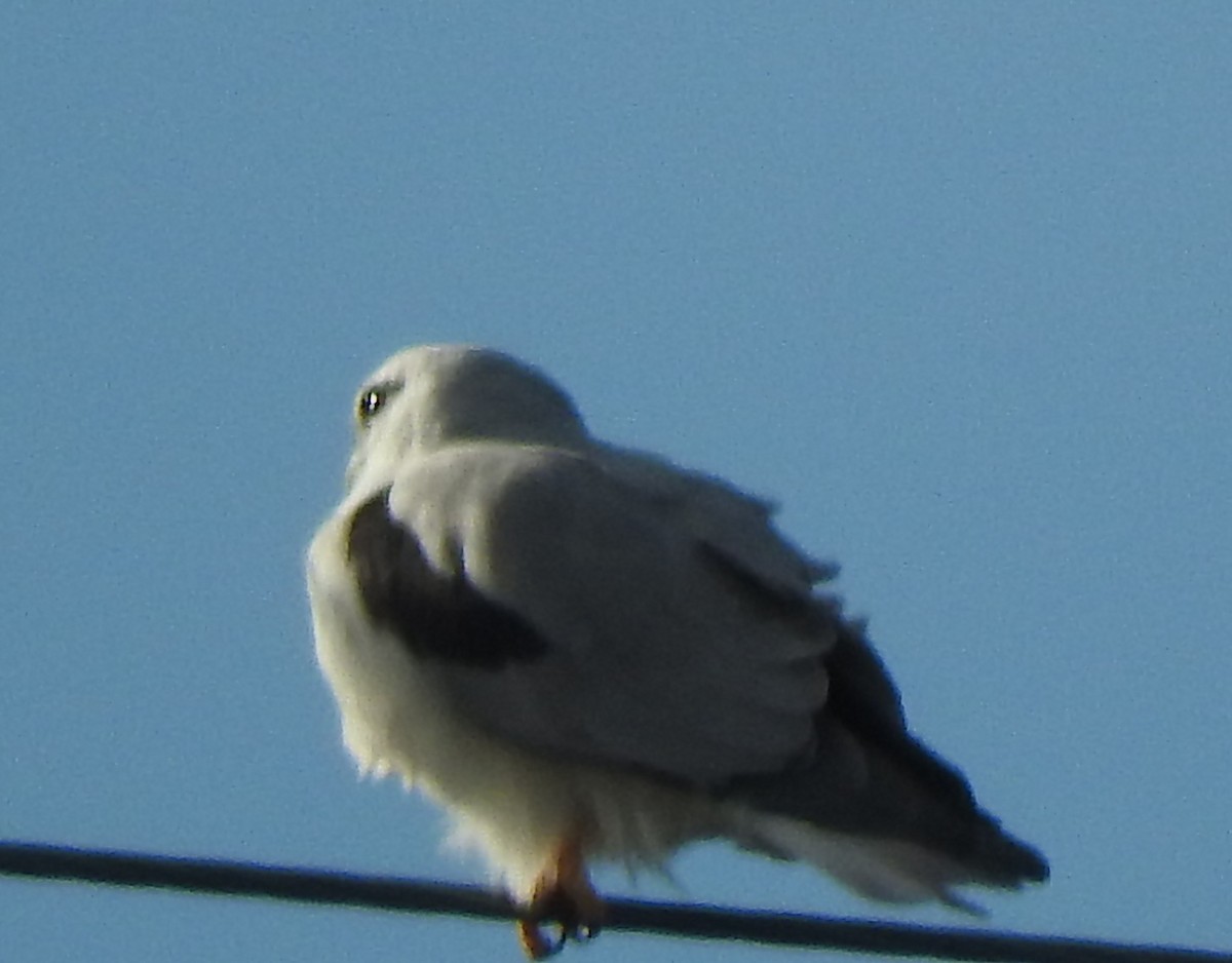 Black-shouldered Kite - ML559758821