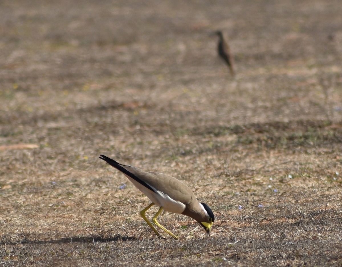 Yellow-wattled Lapwing - ML559759431