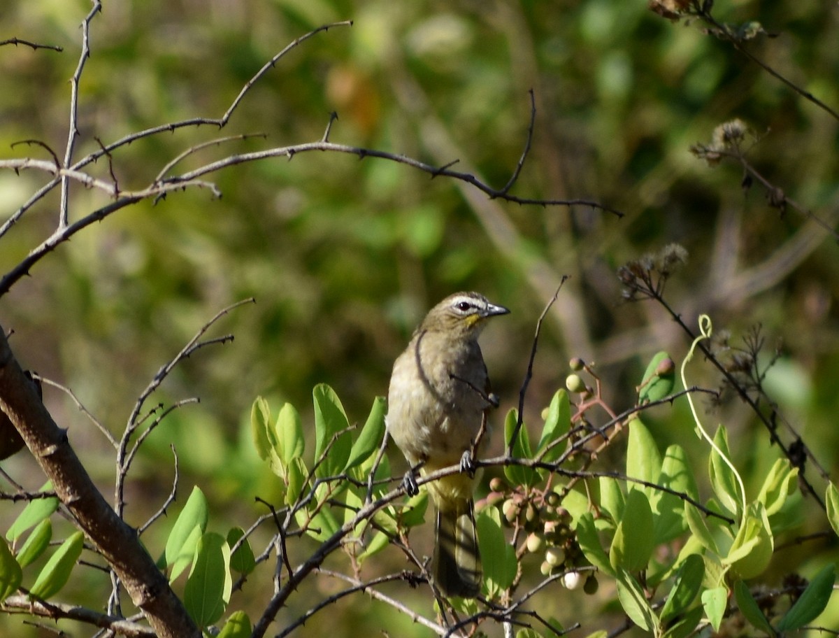 White-browed Bulbul - ML559759631