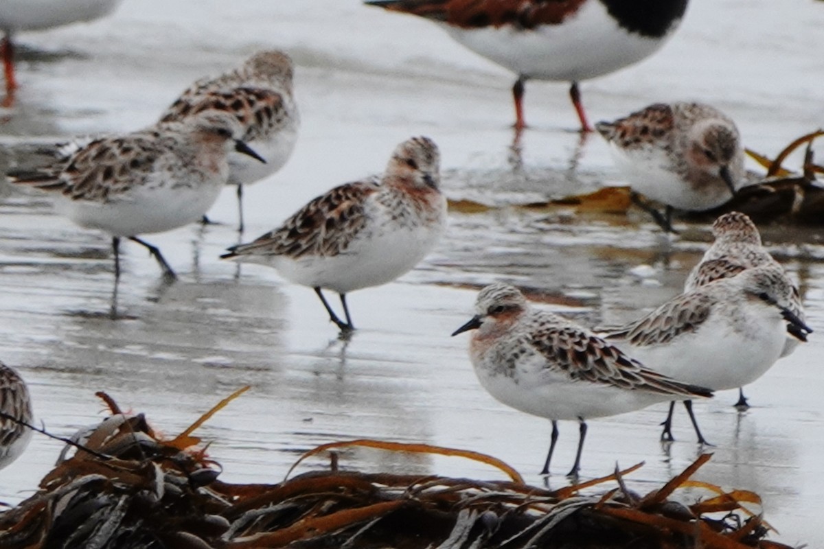 Rotkehl-Strandläufer - ML559760701