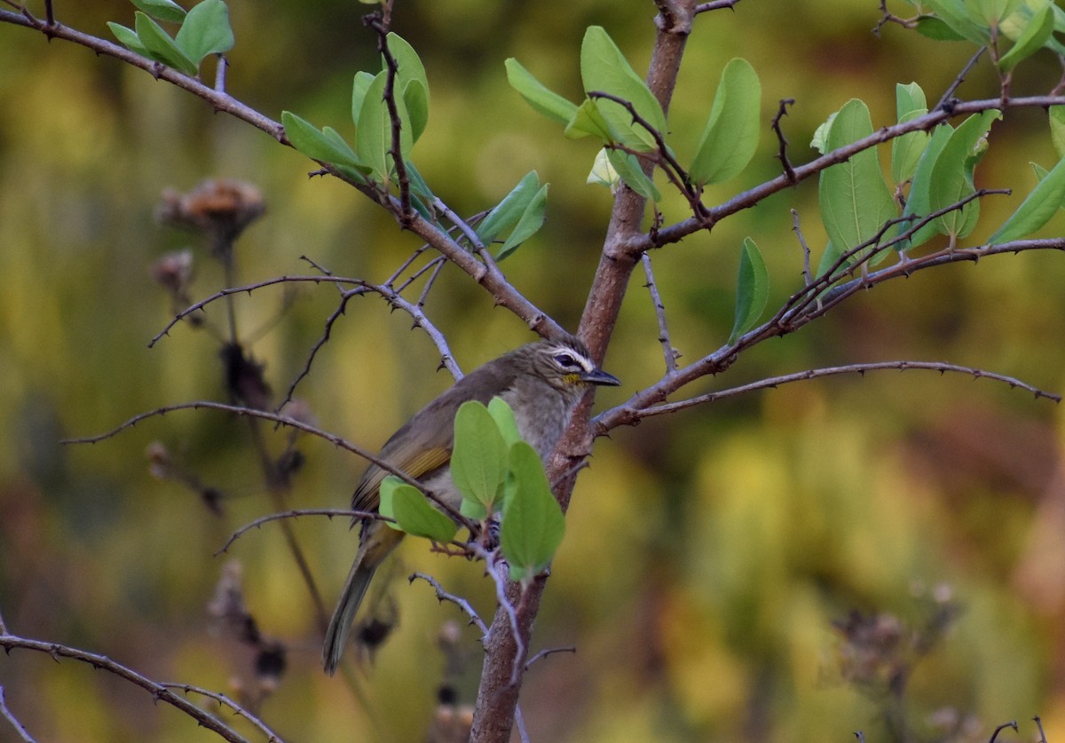 White-browed Bulbul - ML559761581