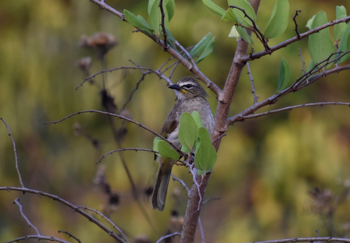 White-browed Bulbul - ML559761591