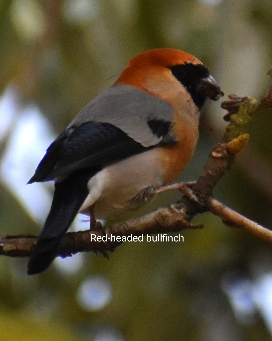 Red-headed Bullfinch - ML559762351