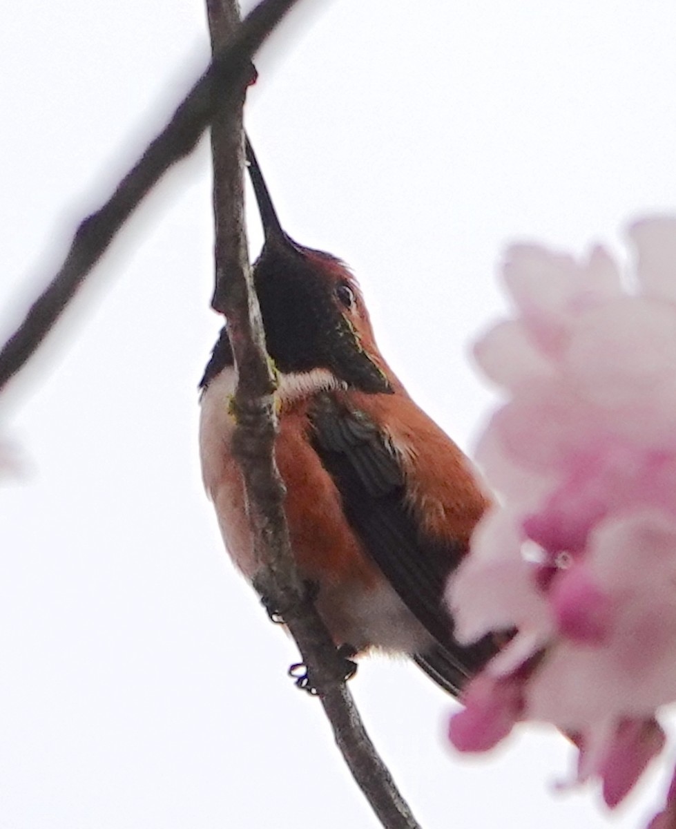Rufous Hummingbird - ML559763091