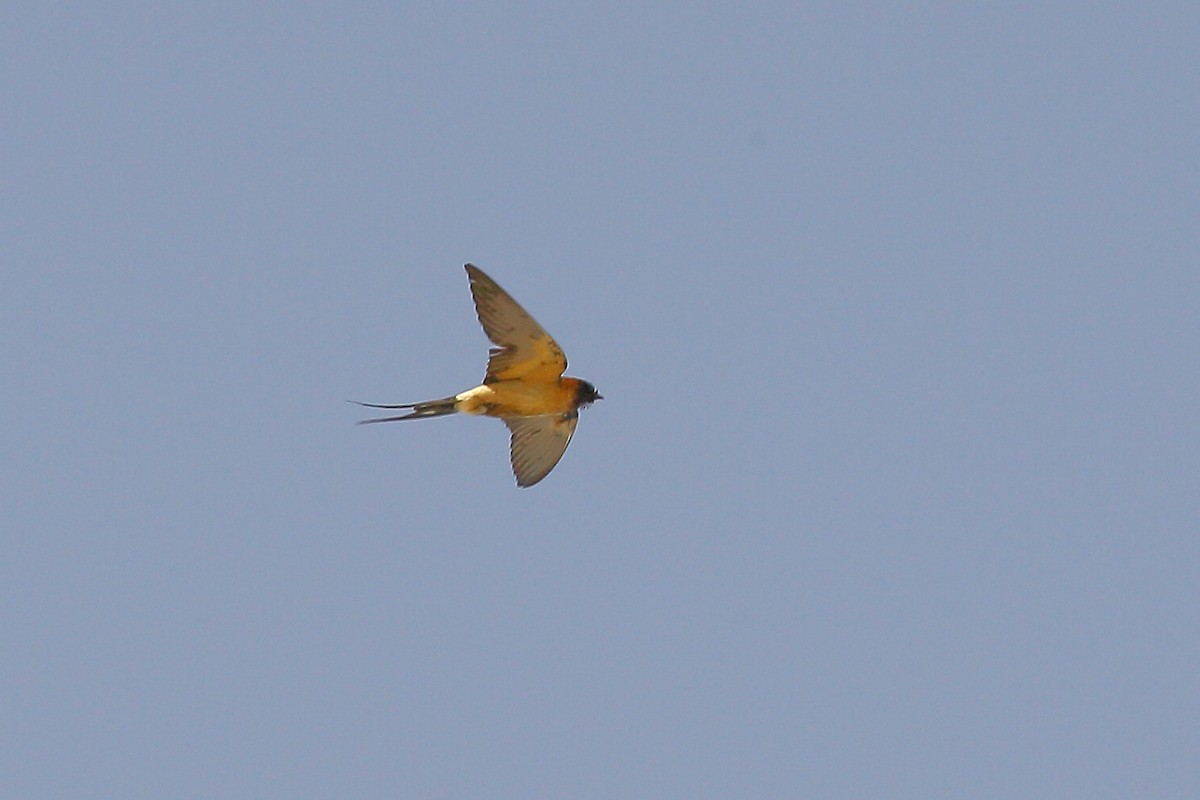 Red-rumped Swallow - ML559763501