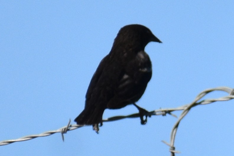 Tricolored Blackbird - ML559763651