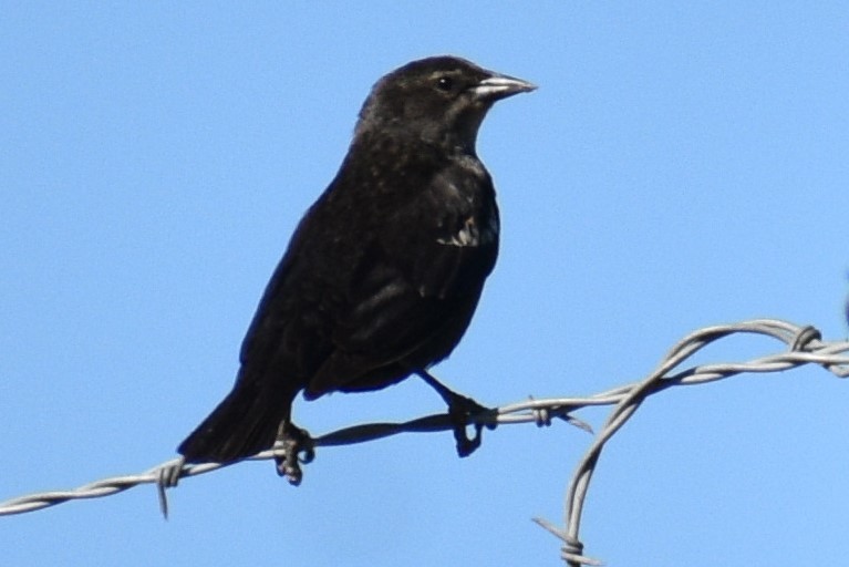 Tricolored Blackbird - ML559763671
